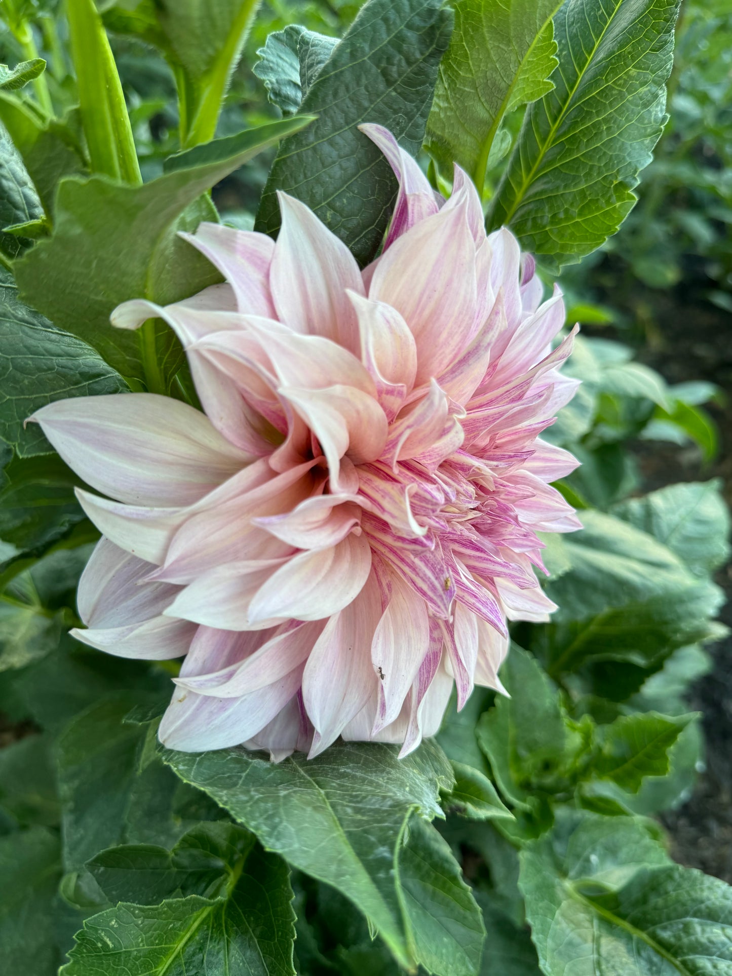 Cafe Au Late Dahlia