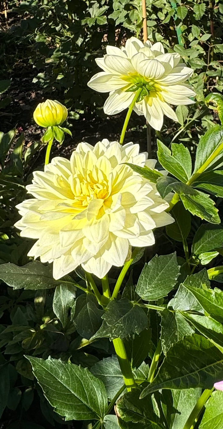 Sandia Showboat Dahlia