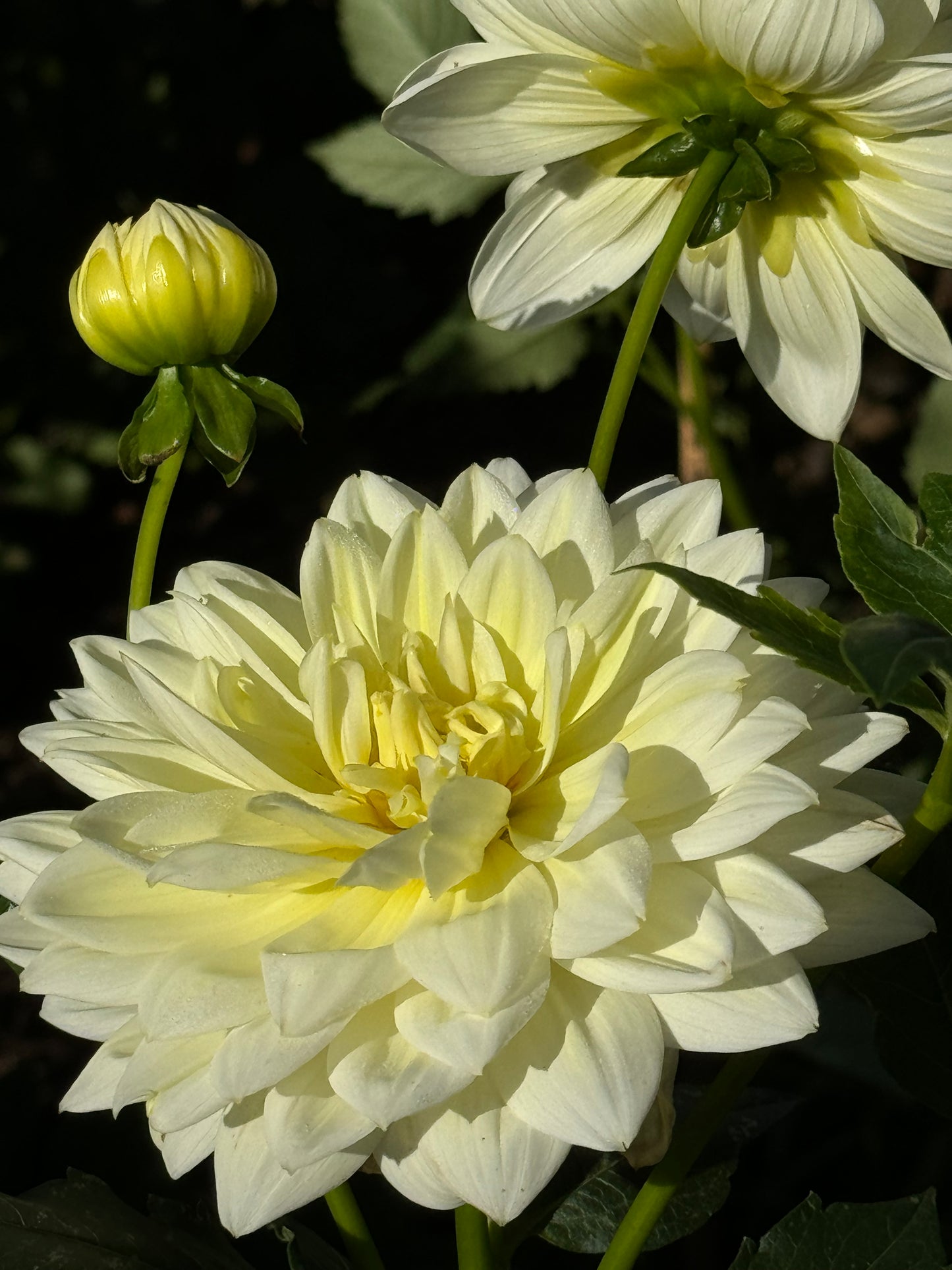 Sandia Showboat Dahlia