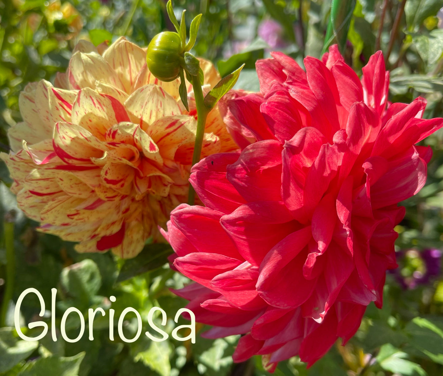 Gloriosa Dahlia