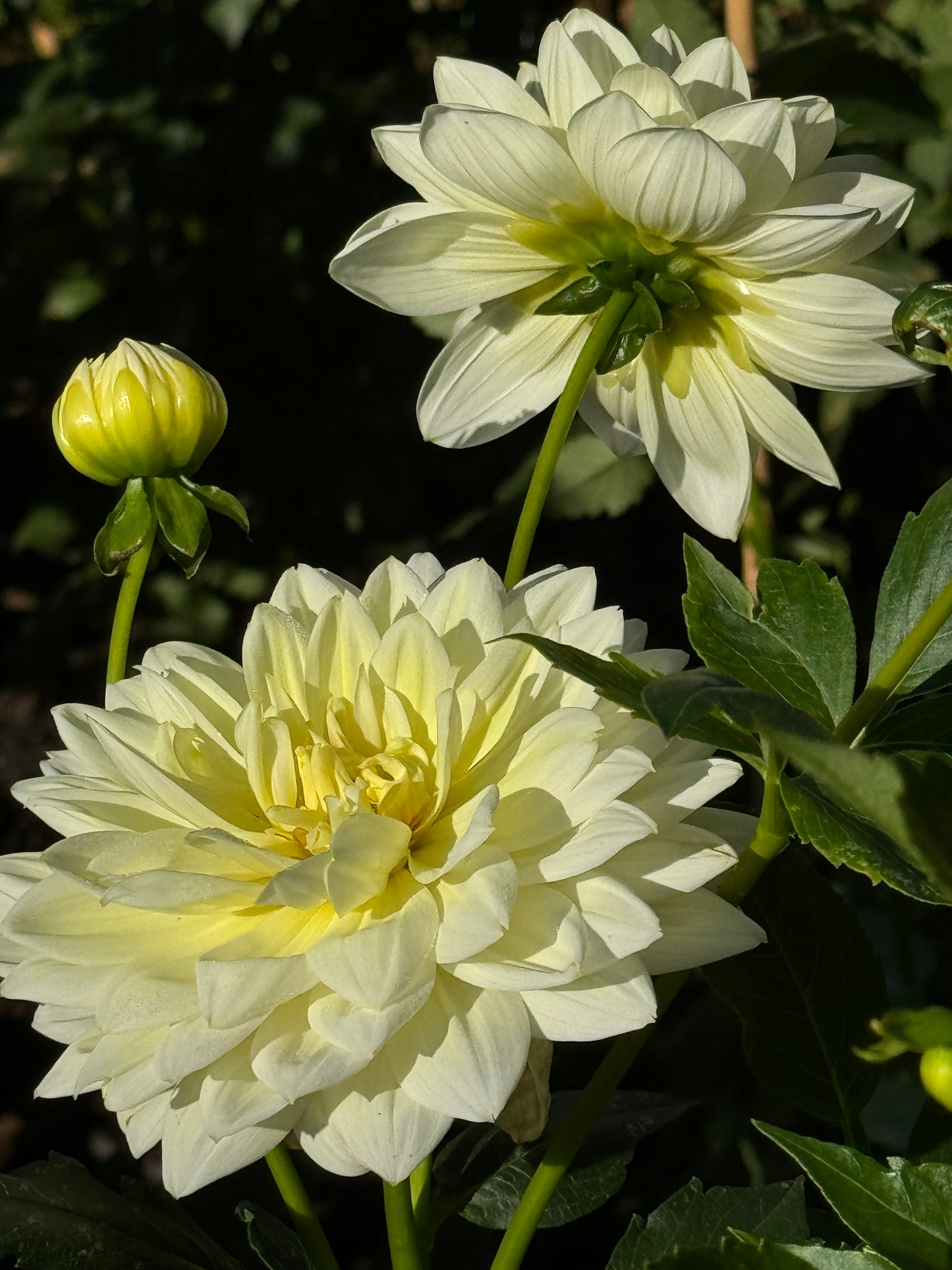 Sandia Showboat Dahlia