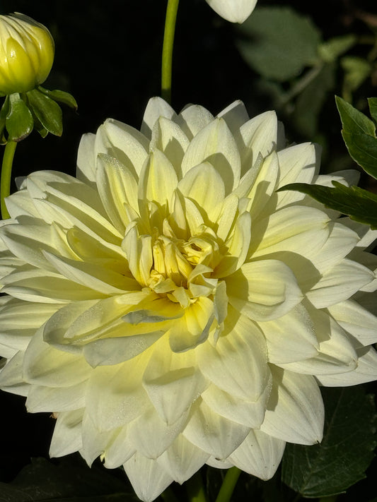 Sandia Showboat Dahlia