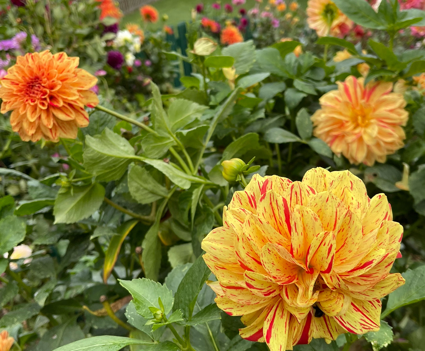 Painted Madam Dahlia – Draginas Dahlias