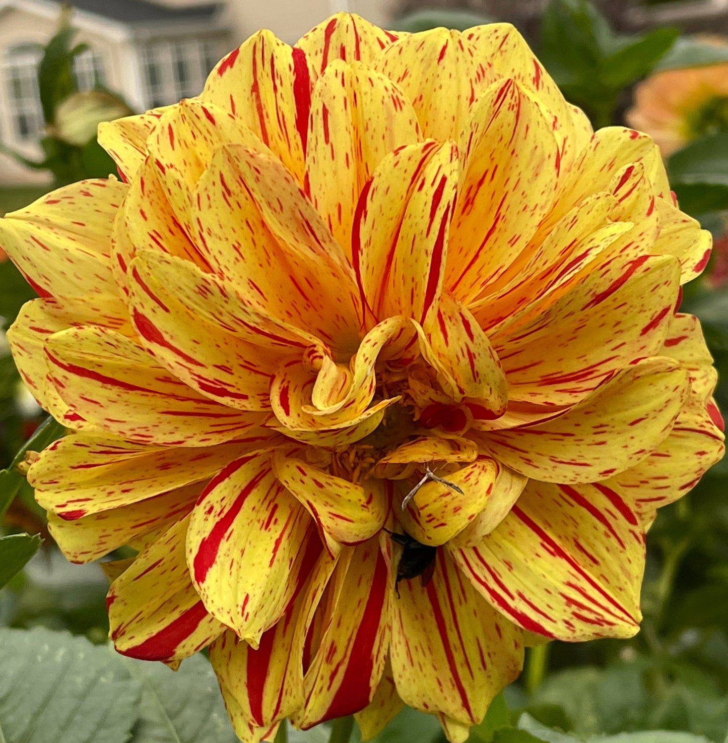 Gloriosa Dahlia