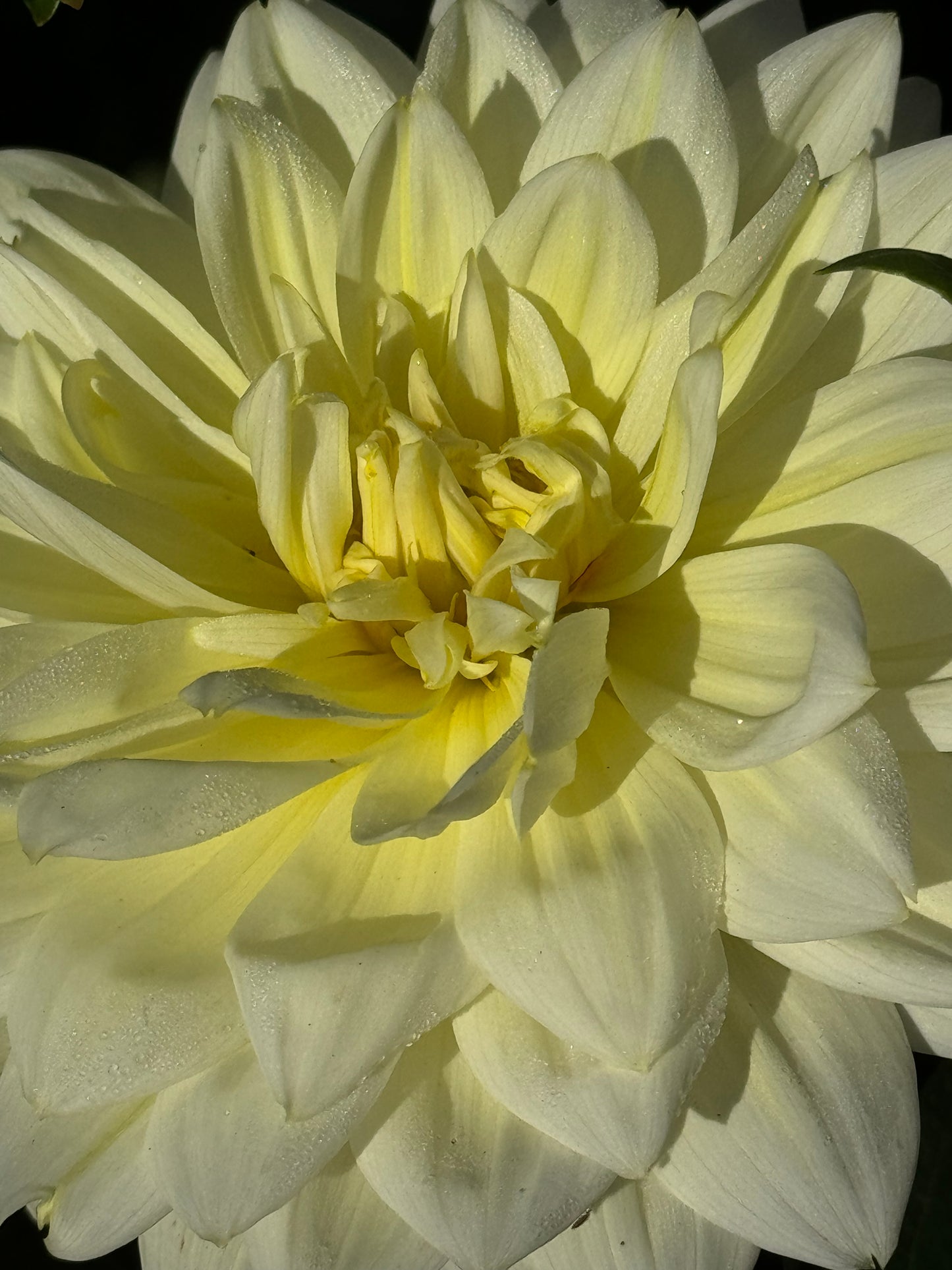 Sandia Showboat Dahlia