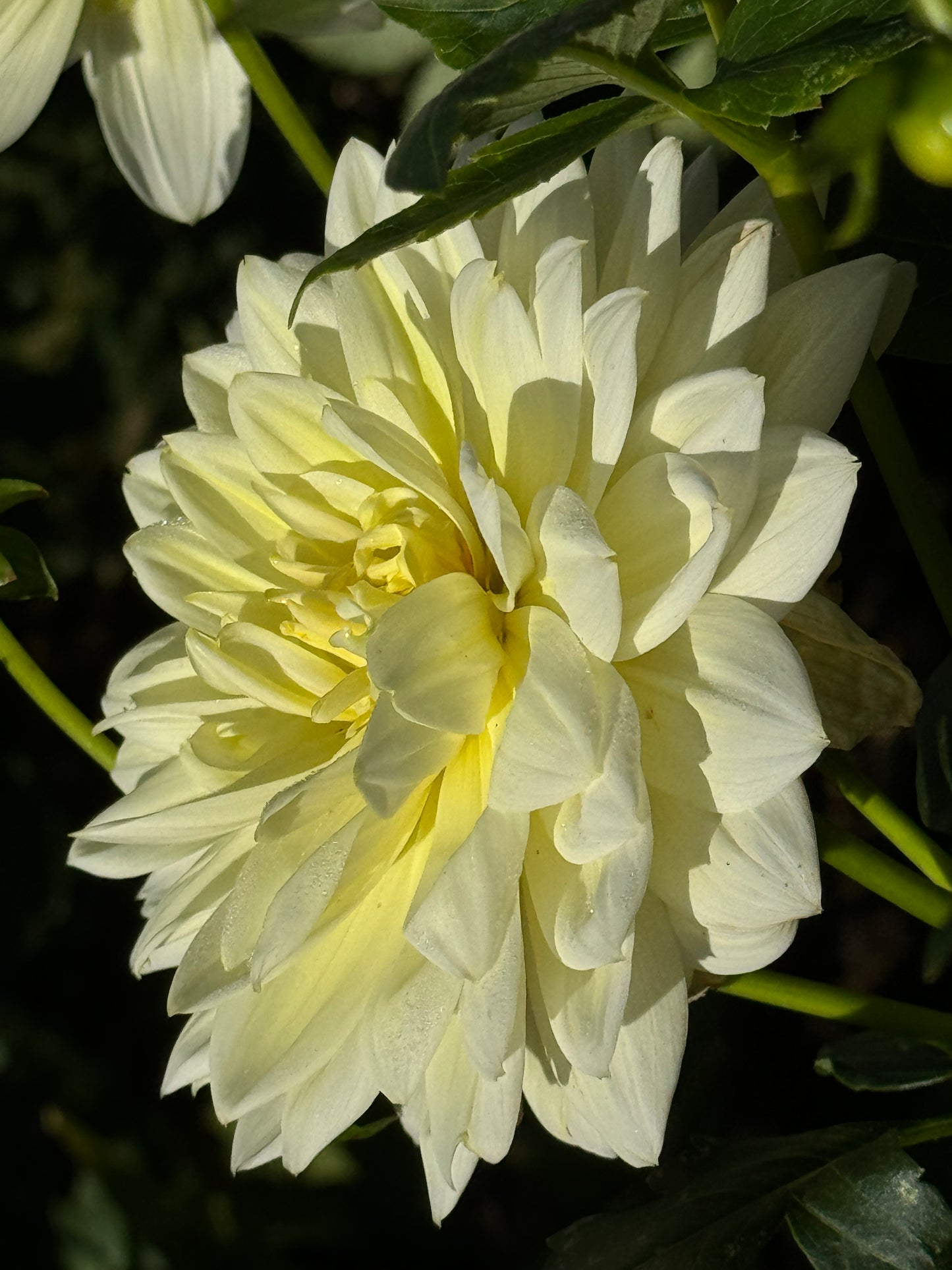 Sandia Showboat Dahlia