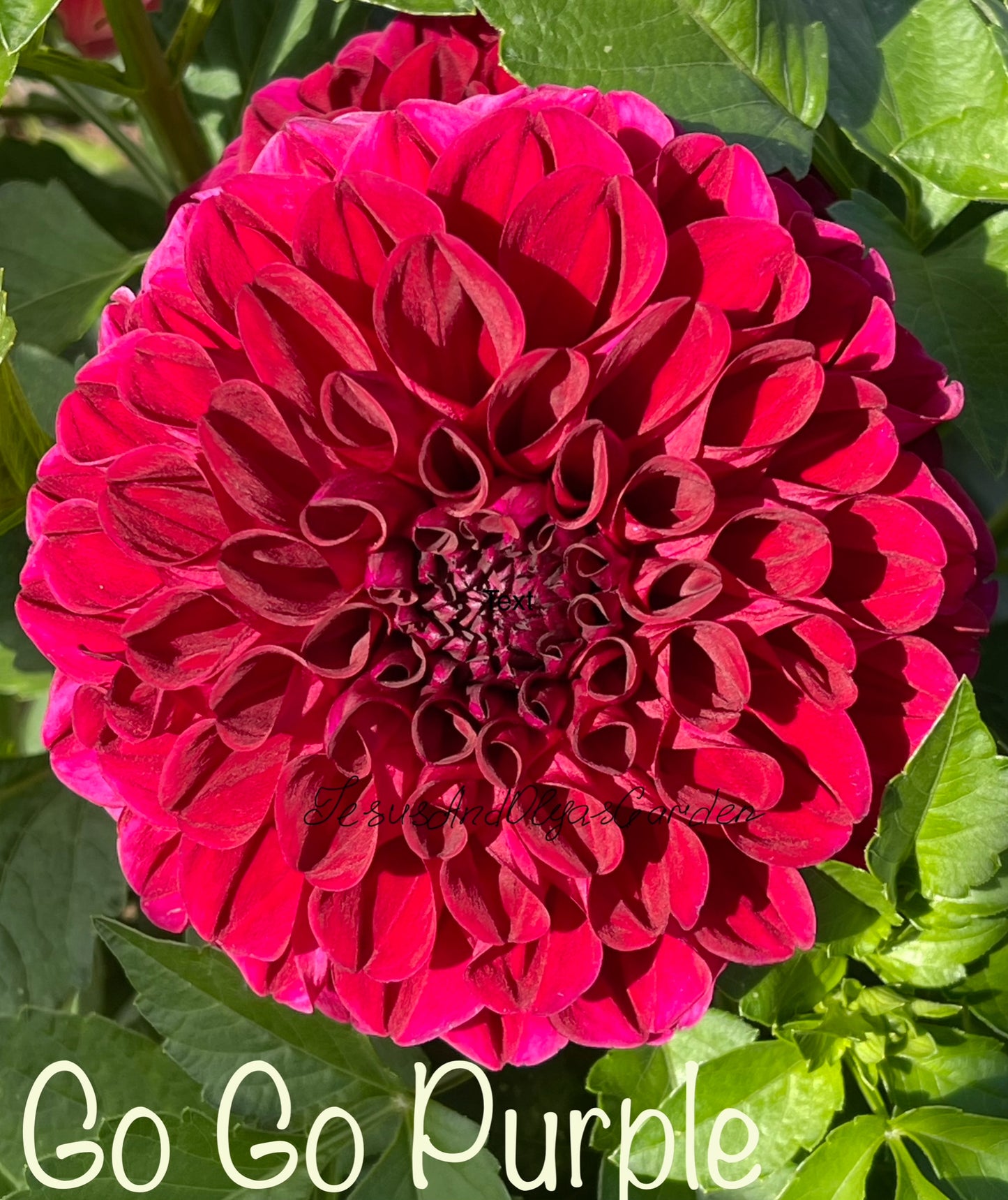 Go Go Purple Dahlia