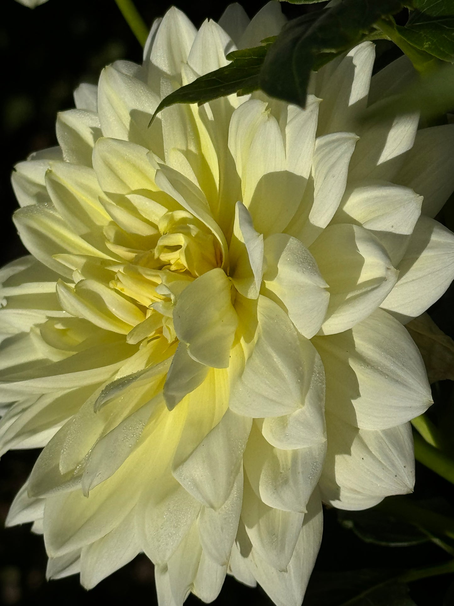 Sandia Showboat Dahlia