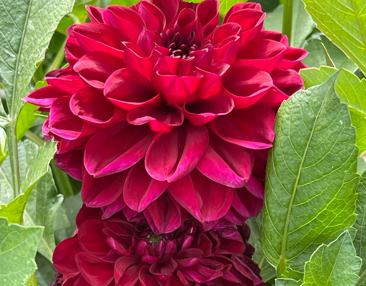 Go Go Purple Dahlia