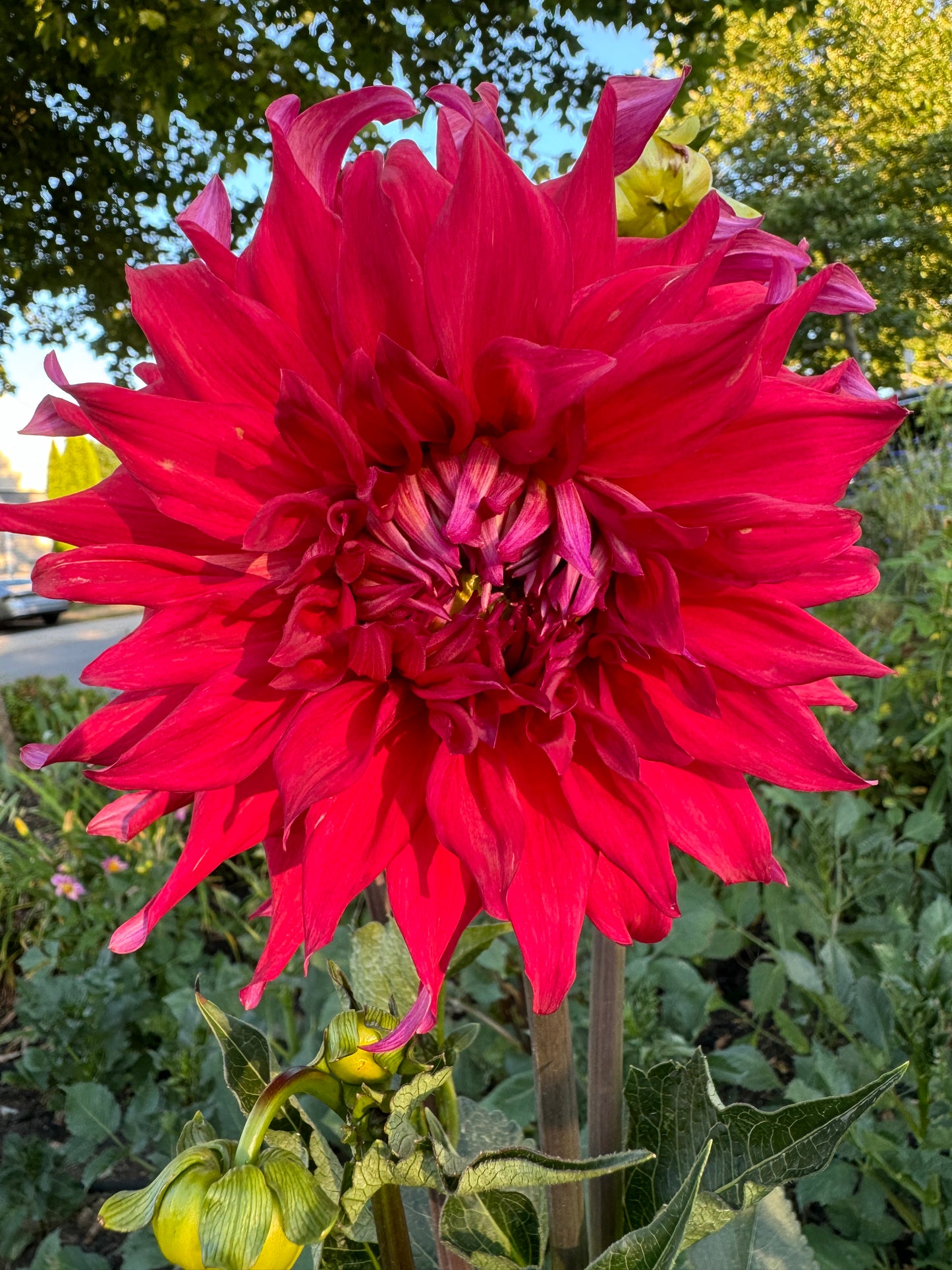 Holly Huston Dahlia