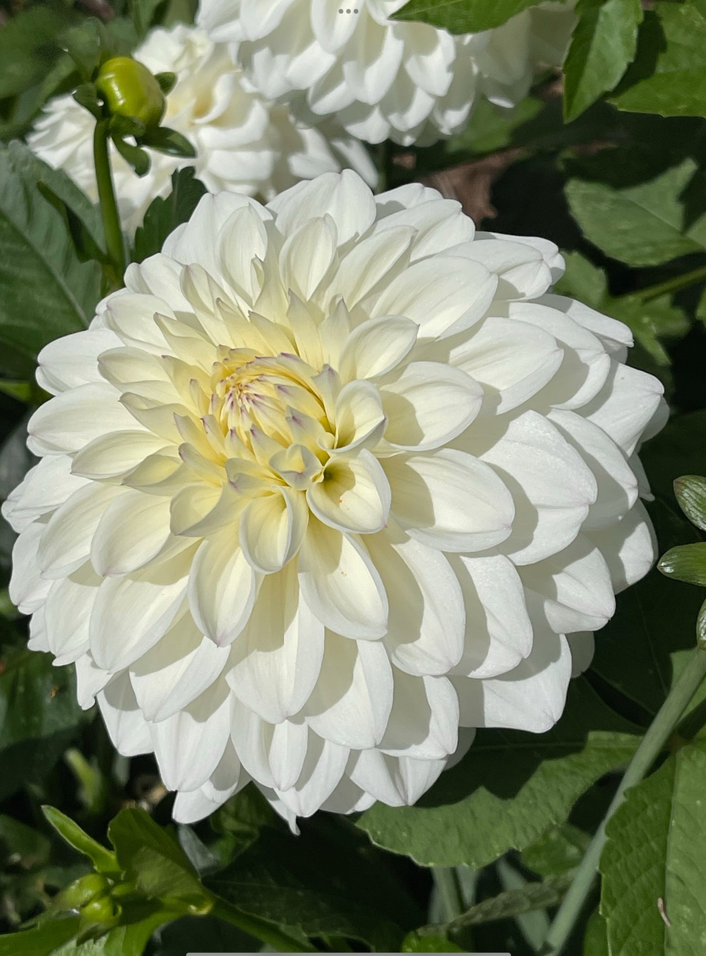 Go Go White Dahlia