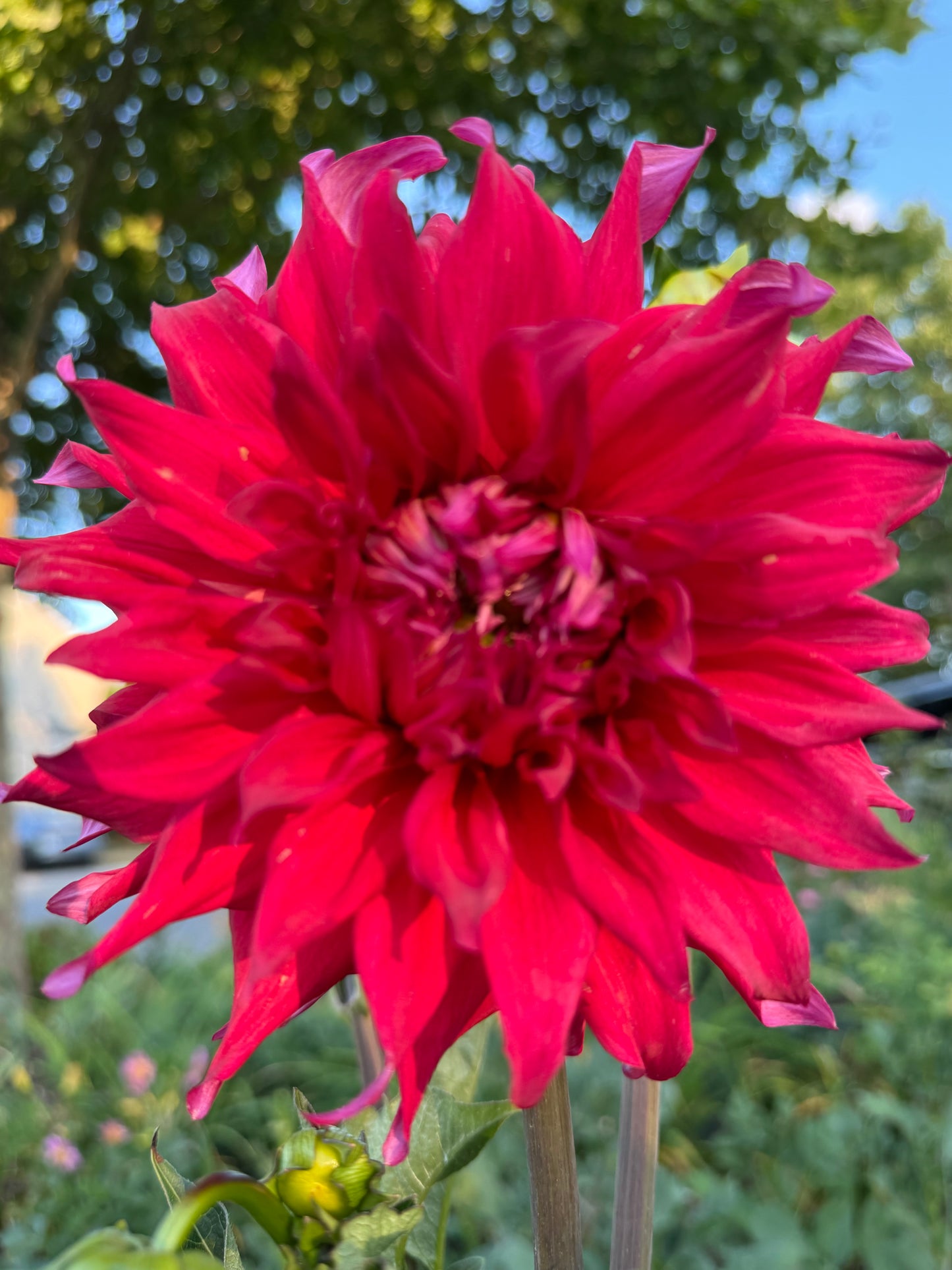 Holly Huston Dahlia