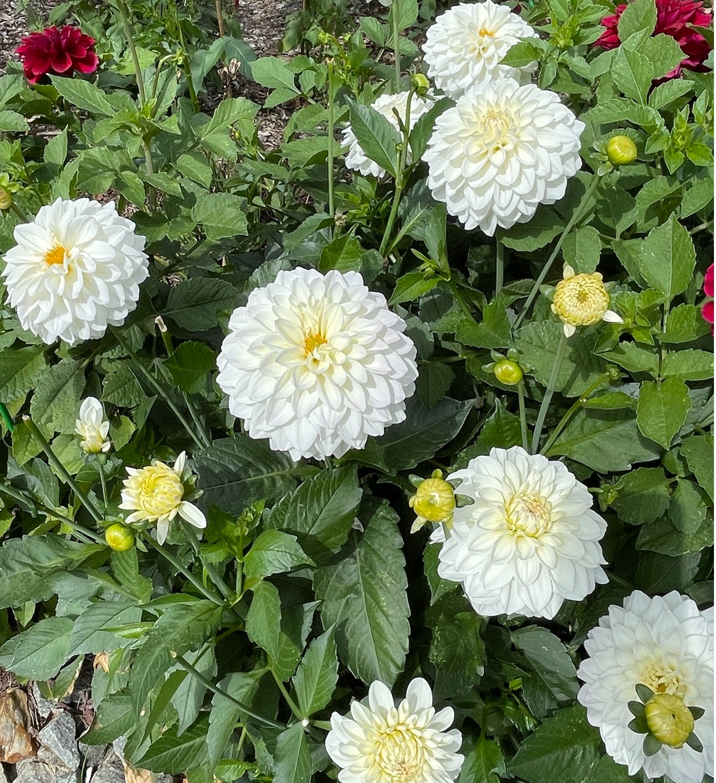 Go Go White Dahlia