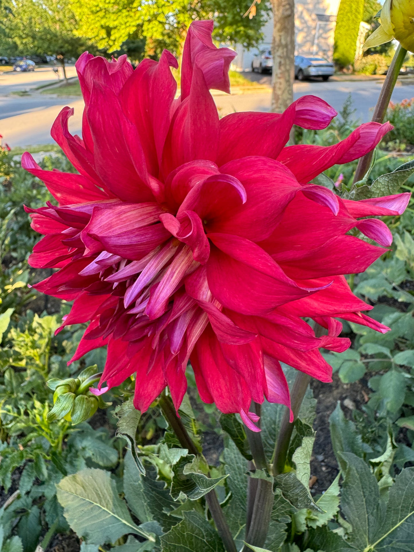 Holly Huston Dahlia