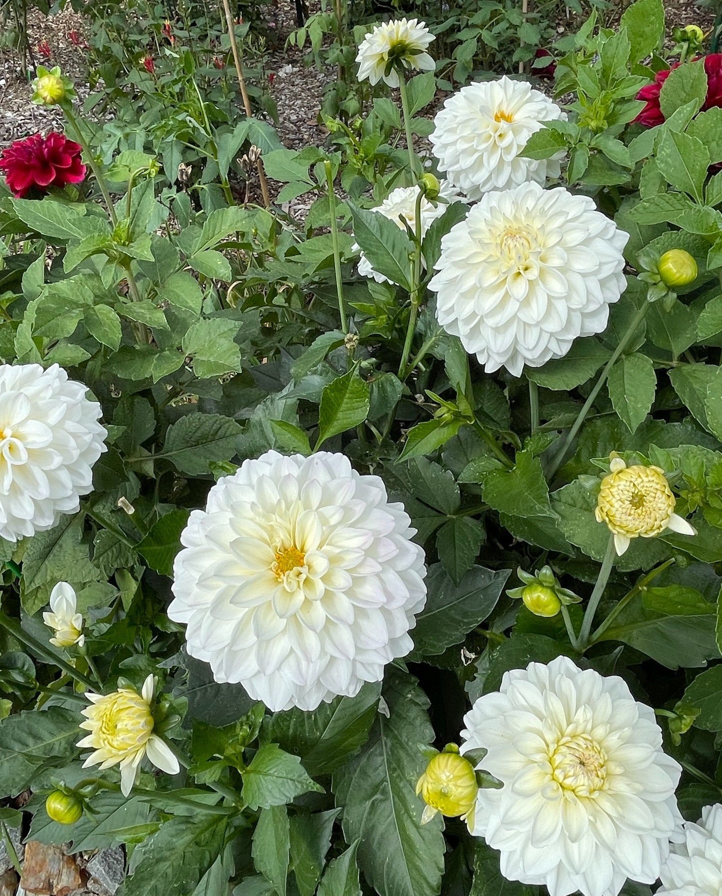 Go Go White Dahlia