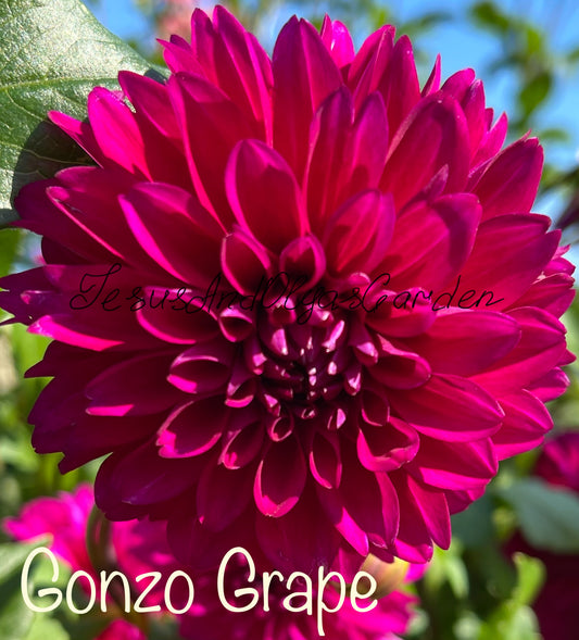 Gonzo Grape Dahlia