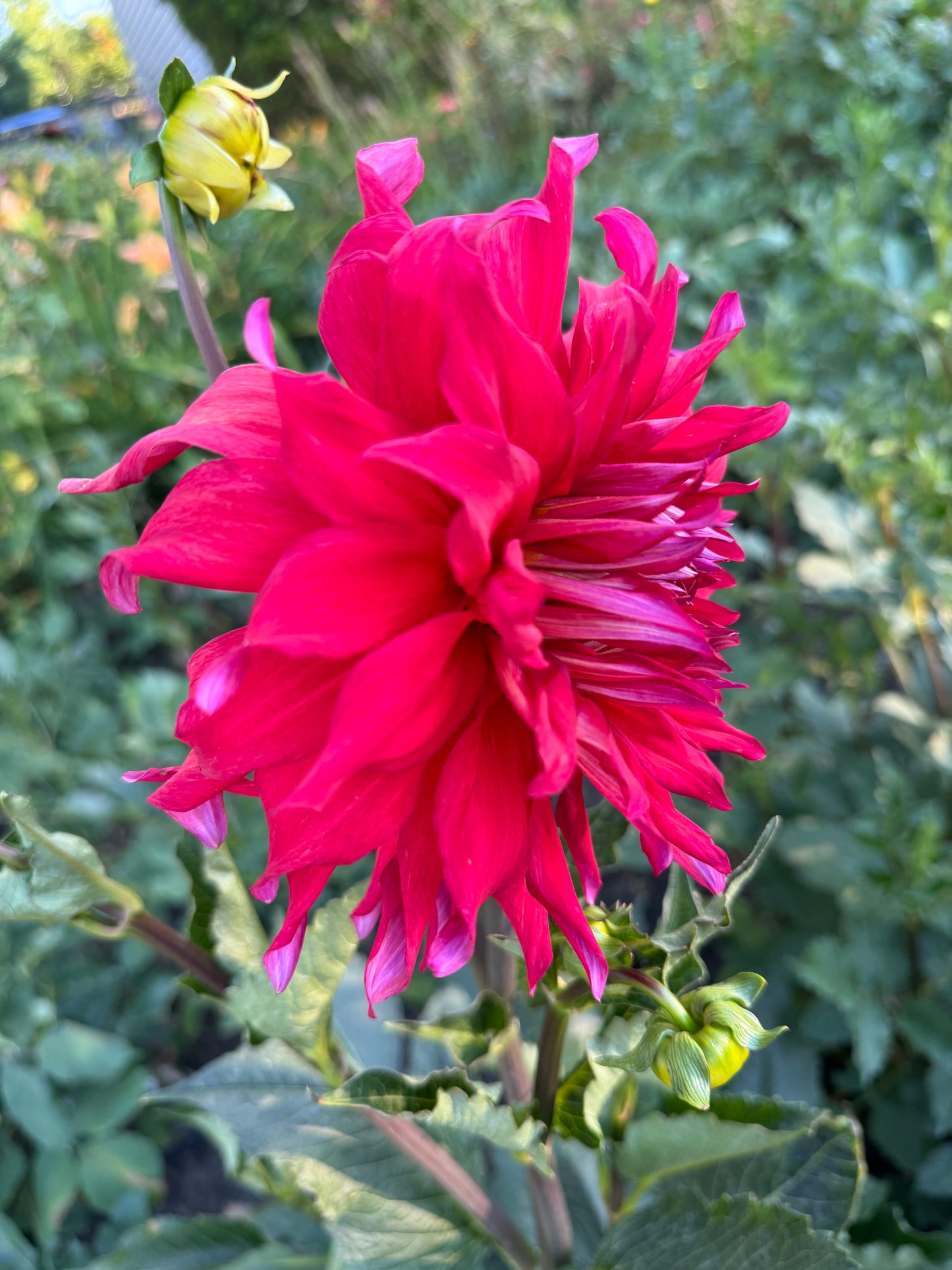 Holly Huston Dahlia