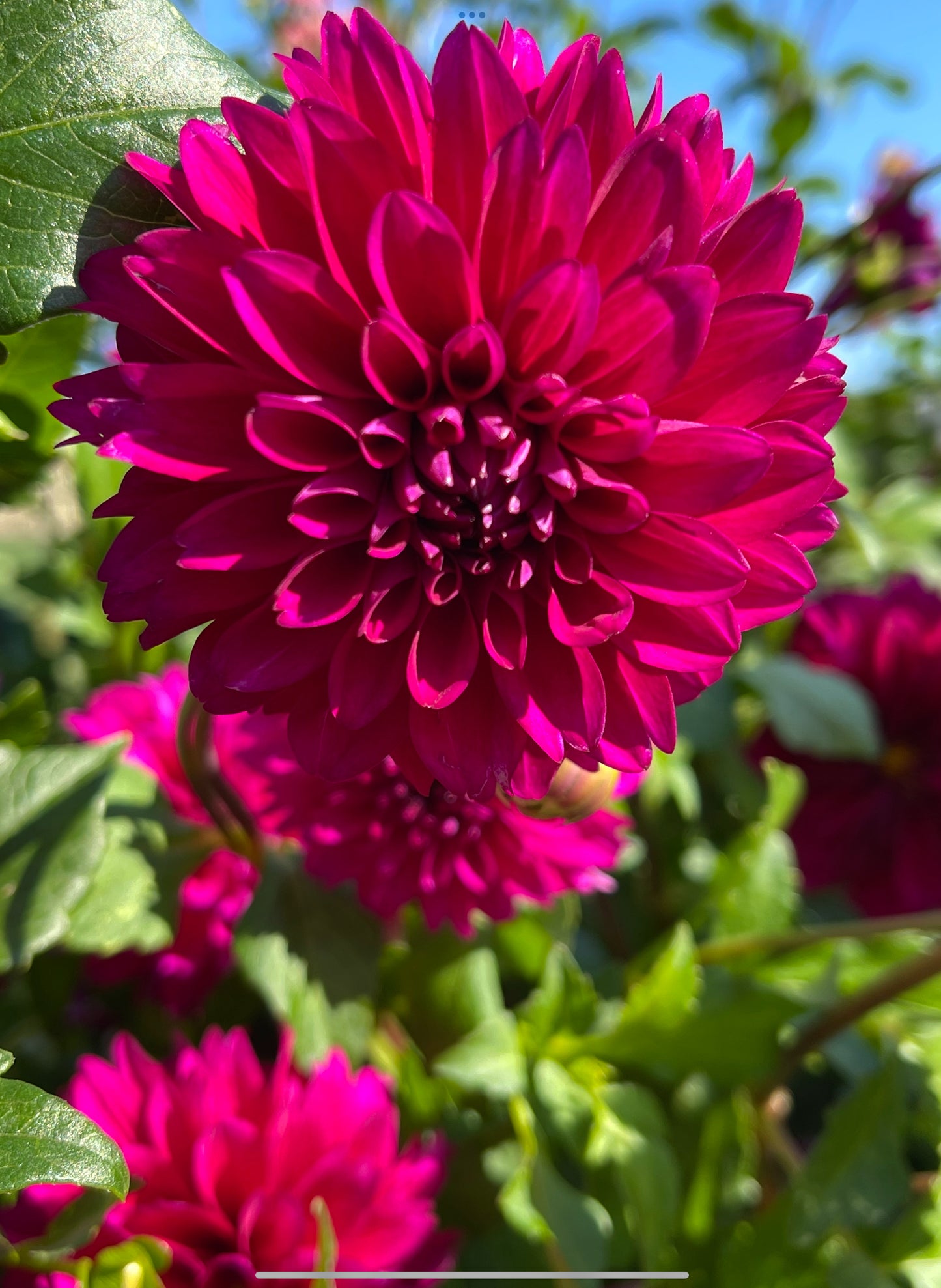 Gonzo Grape Dahlia