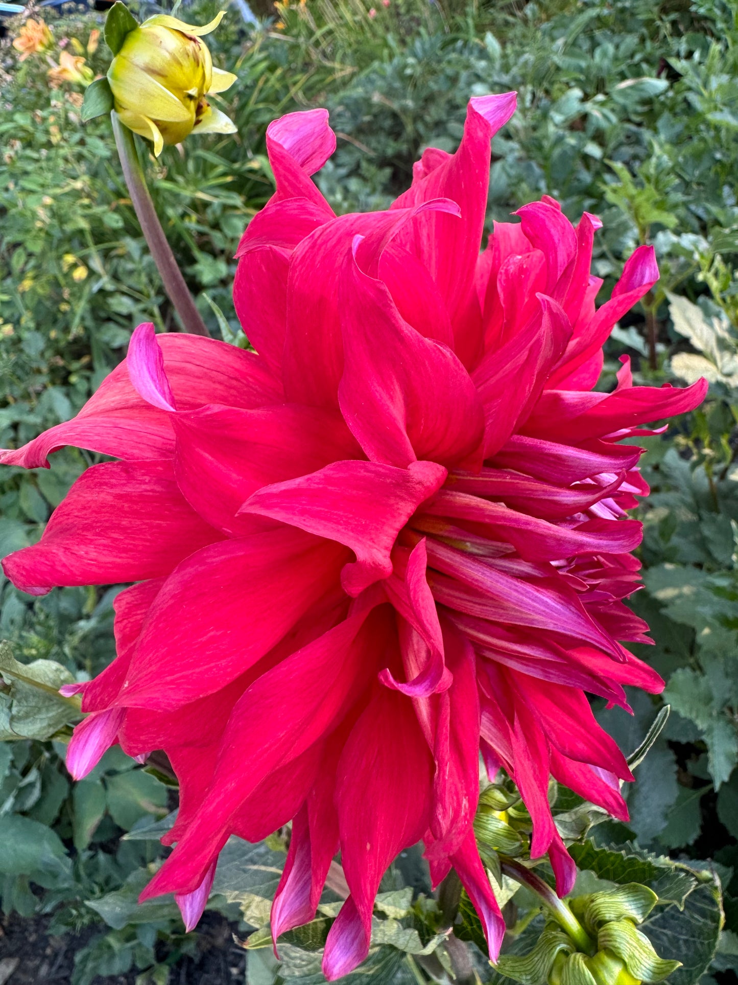 Holly Huston Dahlia