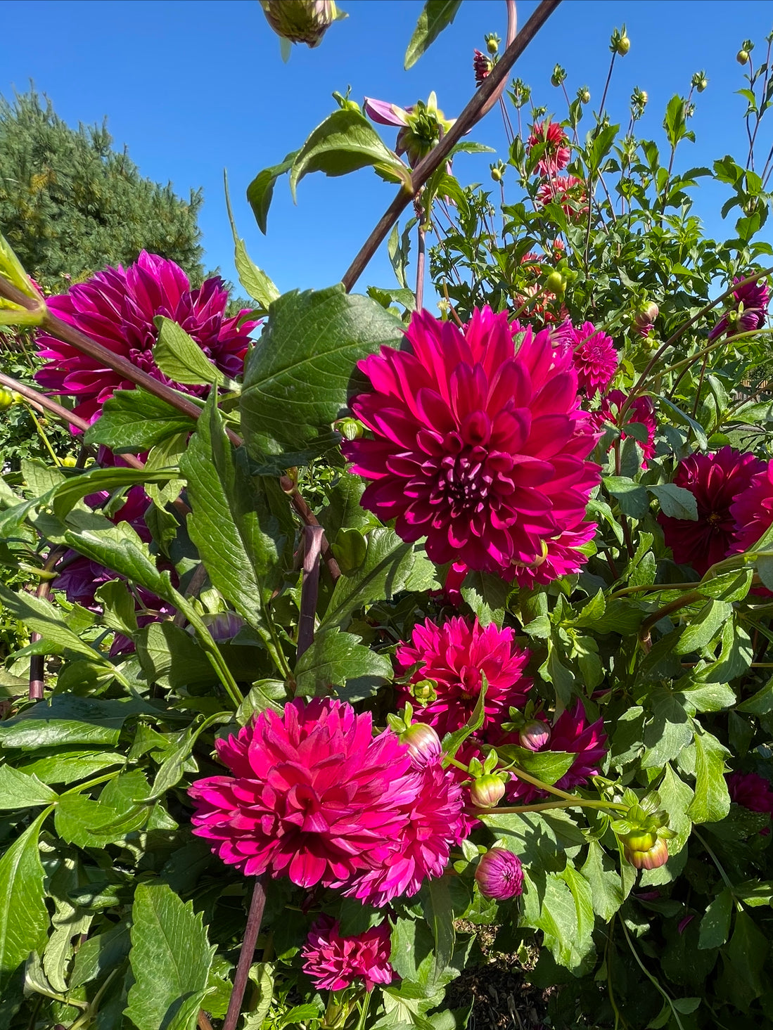 Gonzo Grape Dahlia