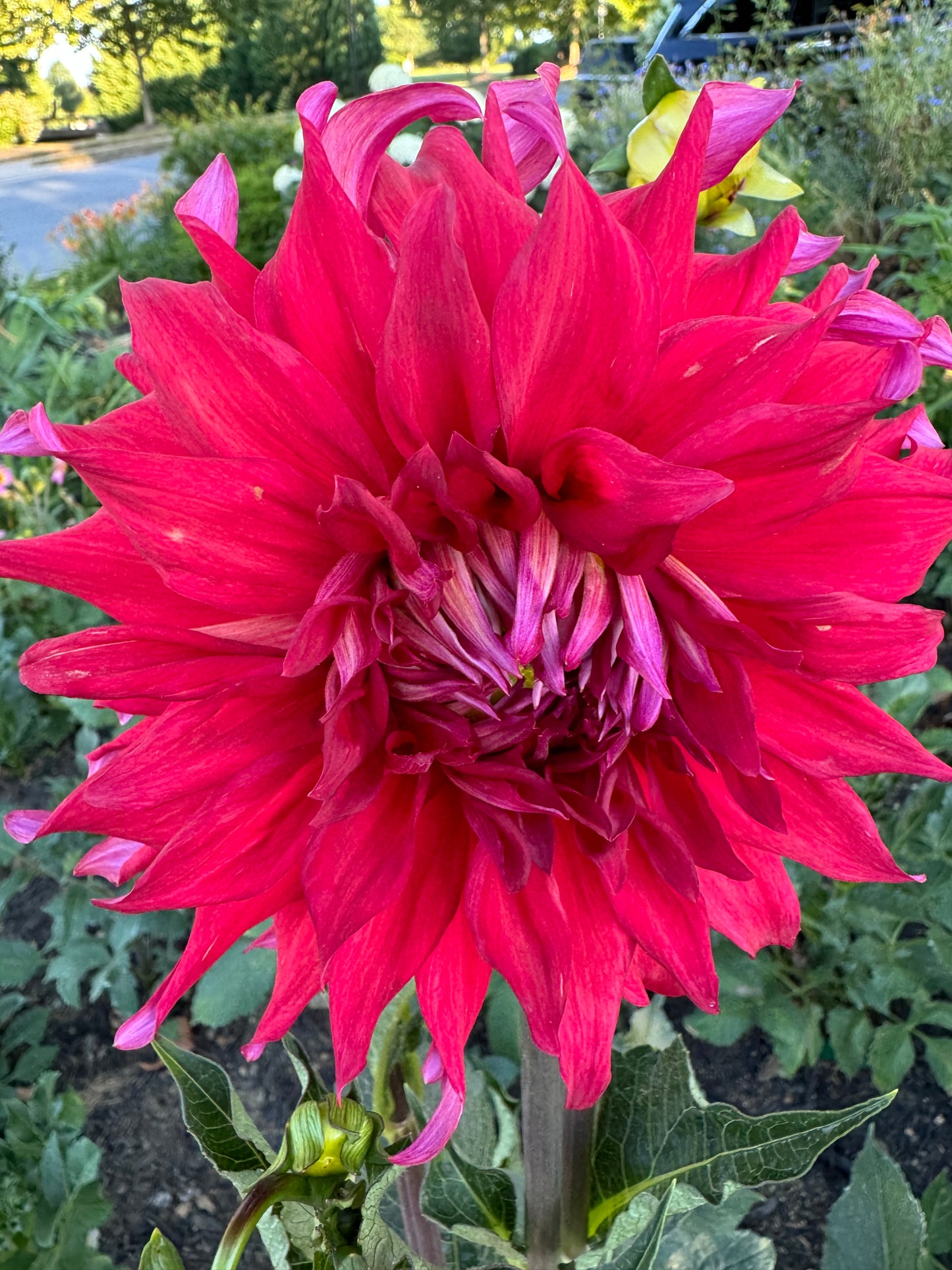 Holly Huston Dahlia