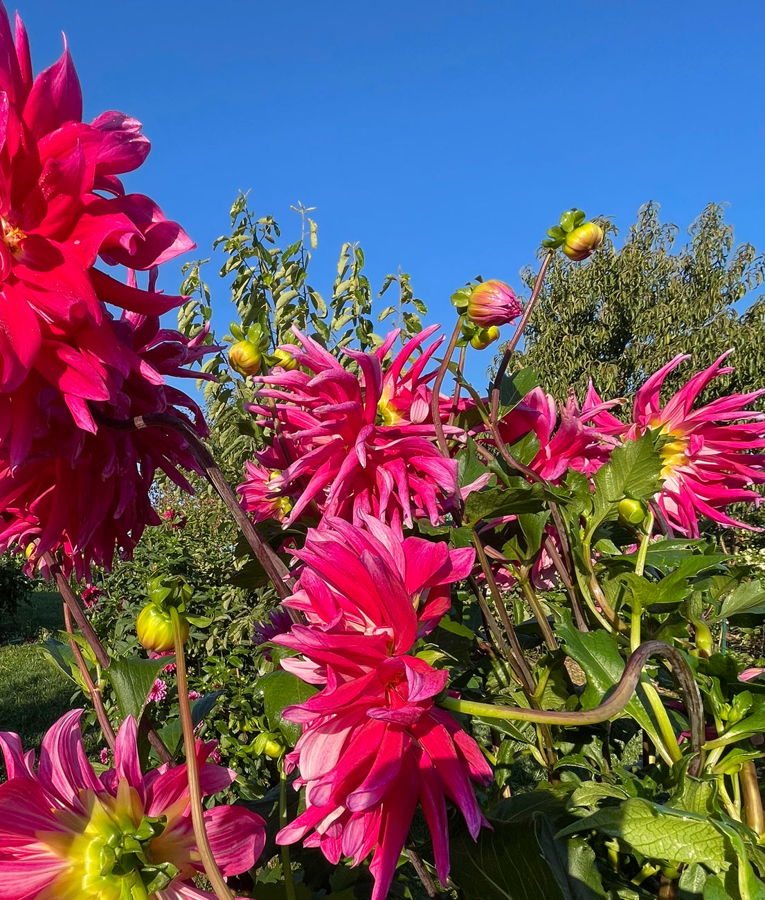 Grand Finale Dahlia