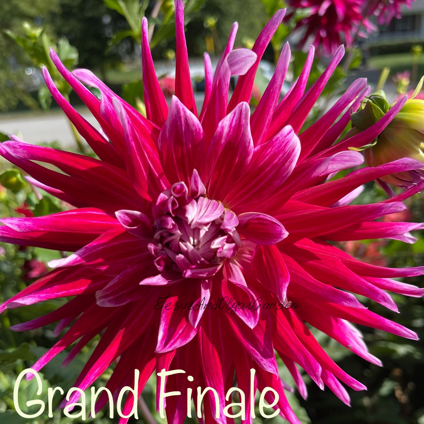 Grand Finale Dahlia