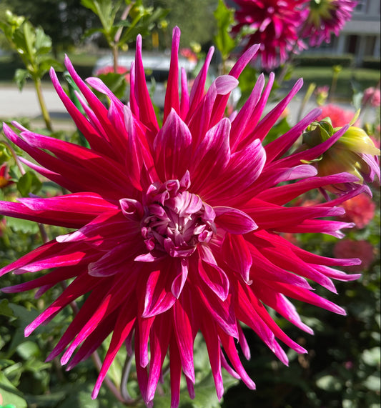 Grand Finale Dahlia