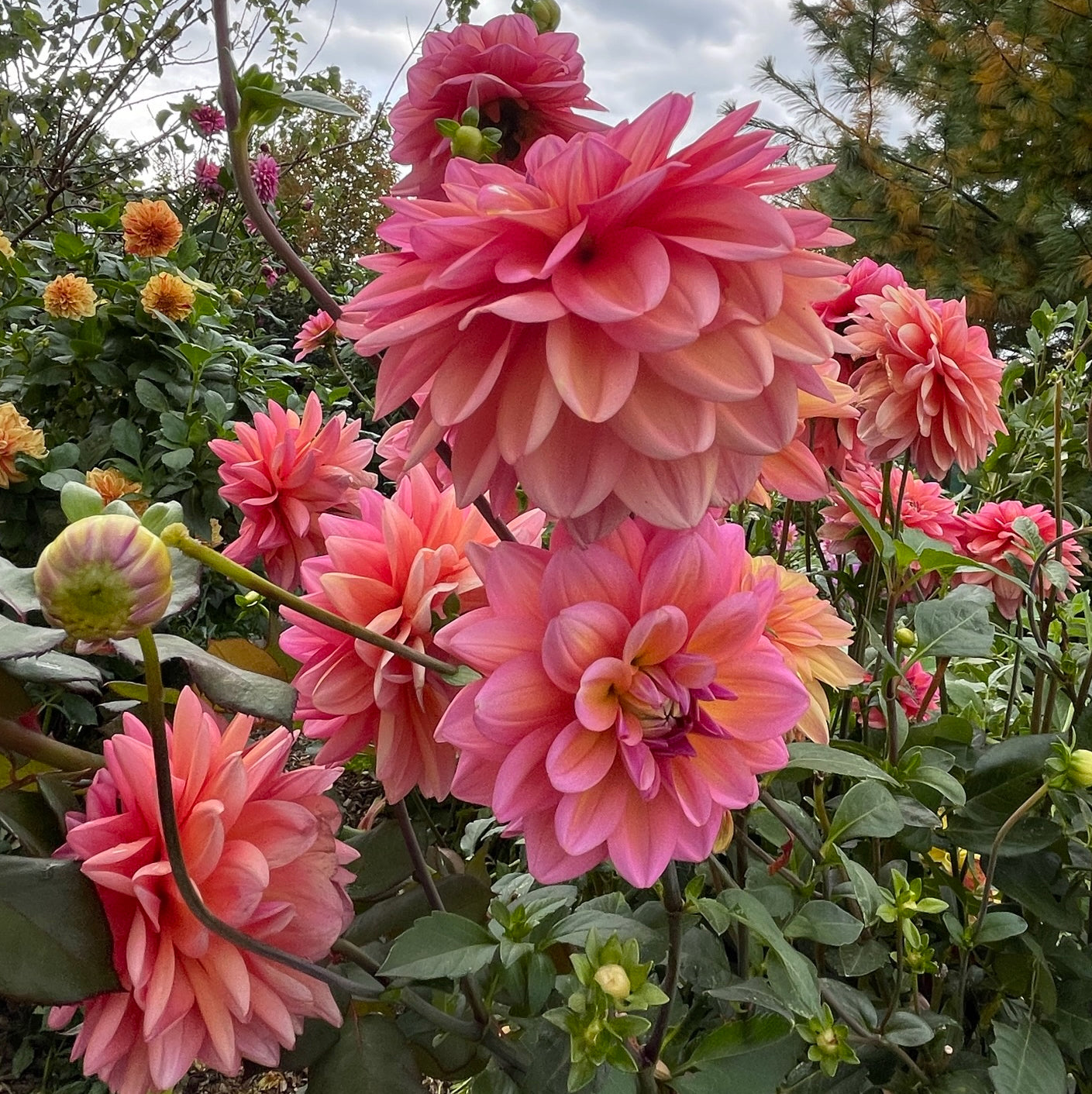 Great Silence Dahlia