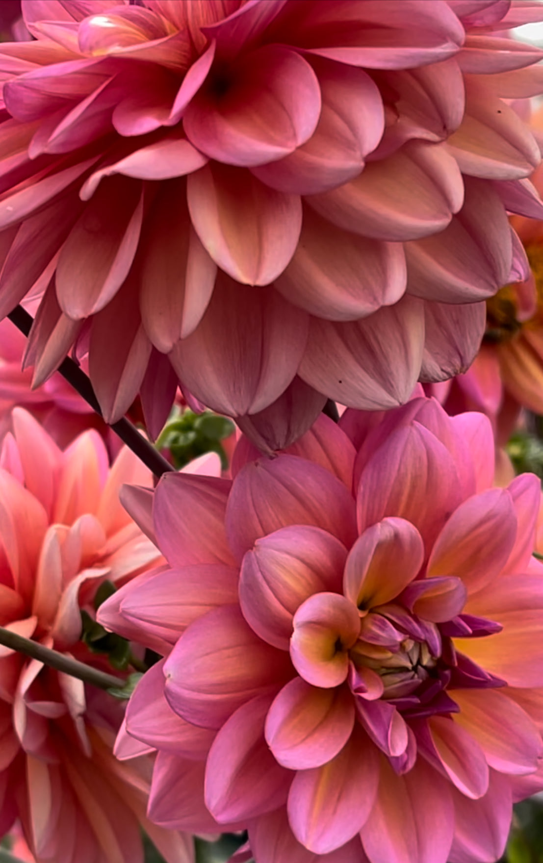 Great Silence Dahlia