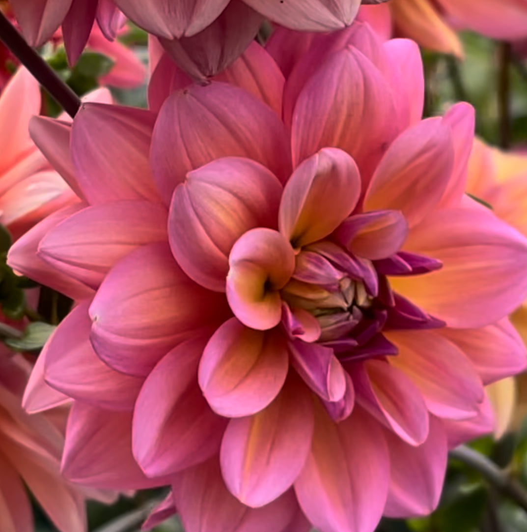 Great Silence Dahlia – Draginas Dahlias