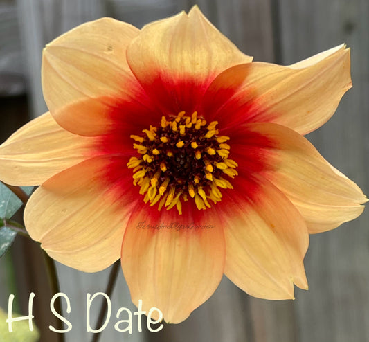 H S Date Dahlia