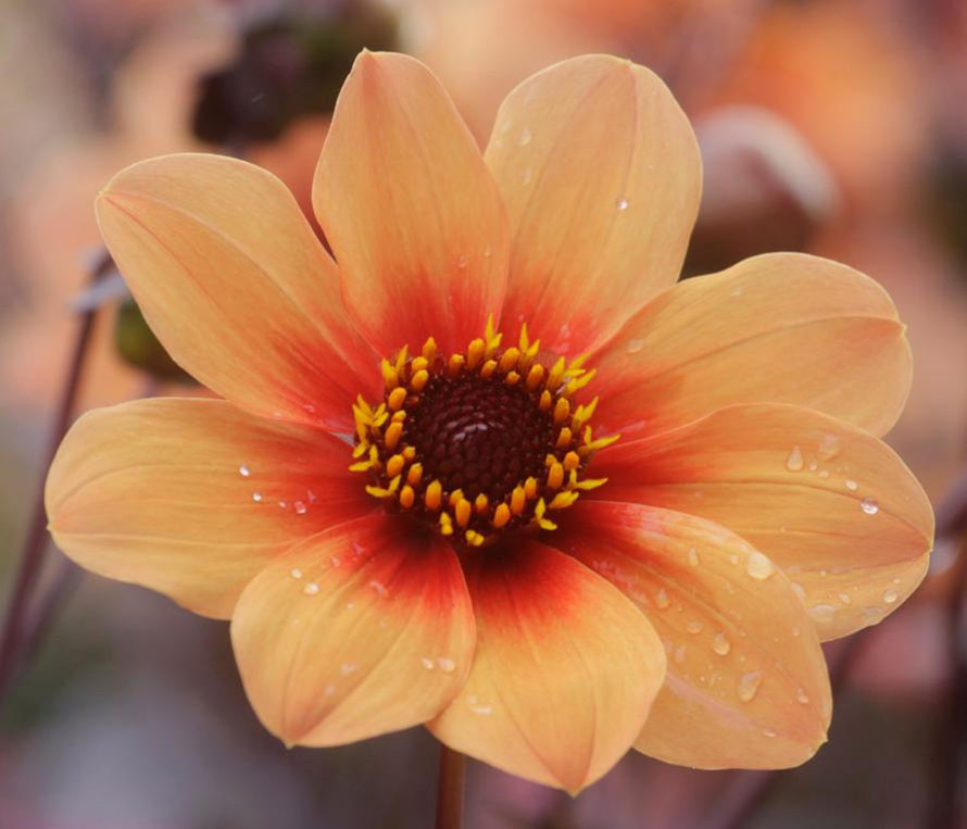 H S Date Dahlia