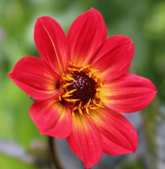 H S Flame Dahlia