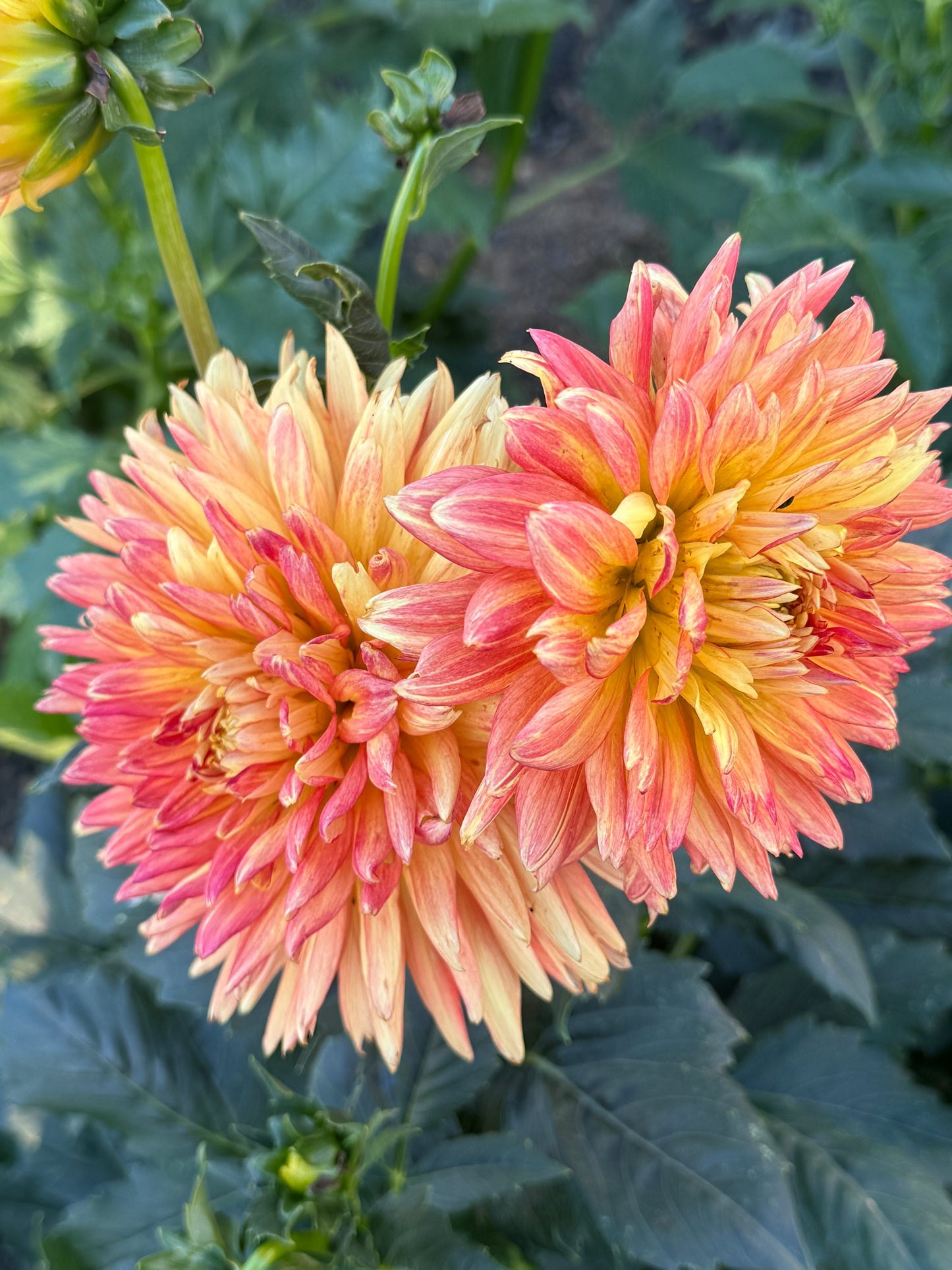 Lovely Anna Dahlia