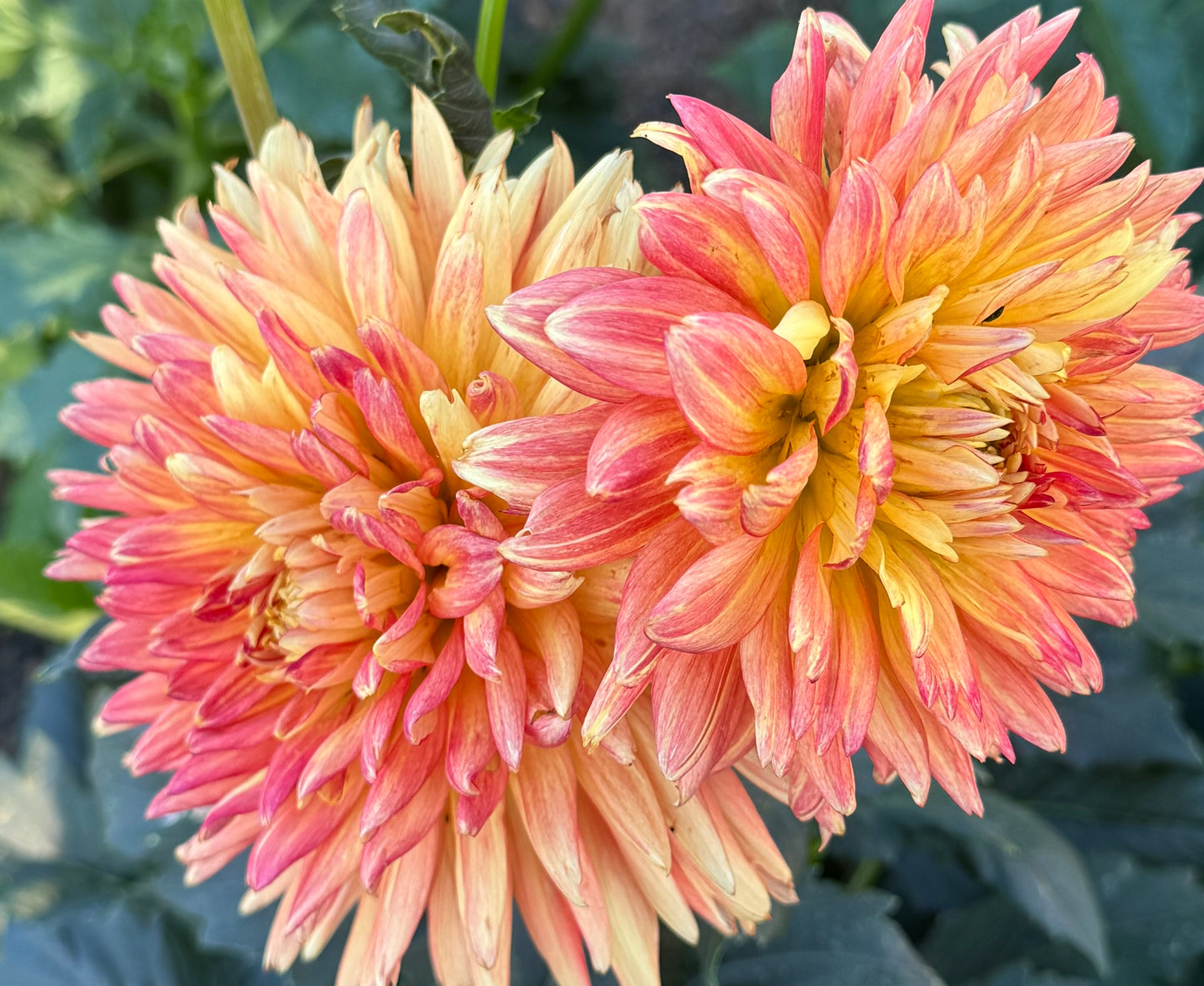 Lovely Anna Dahlia