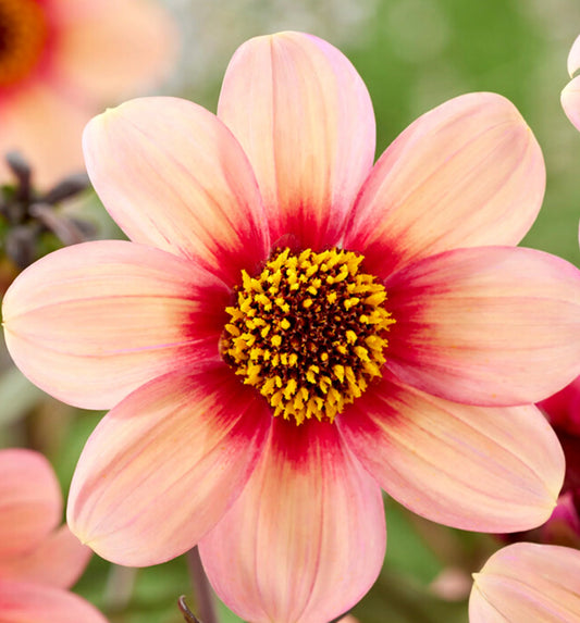 H S Kiss Dahlia