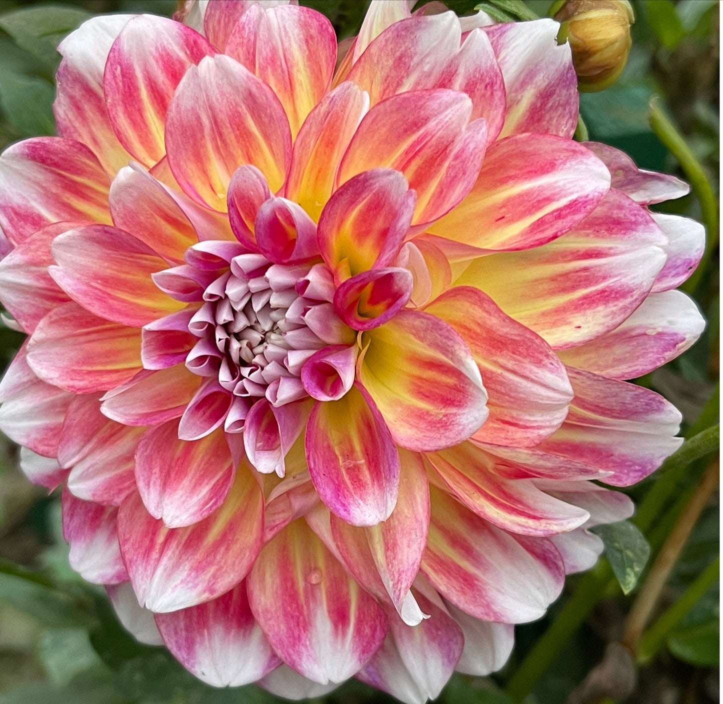 Hawaii  Dahlia