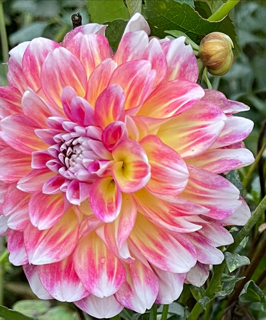 Hawaii  Dahlia