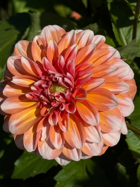 Hollyhill Orange Ice Dahlia