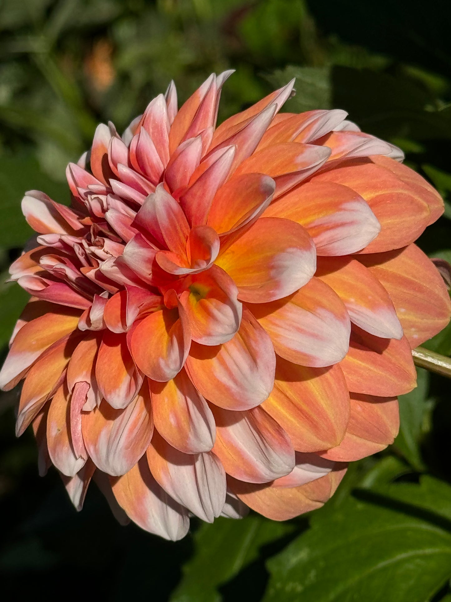 Hollyhill Orange Ice Dahlia