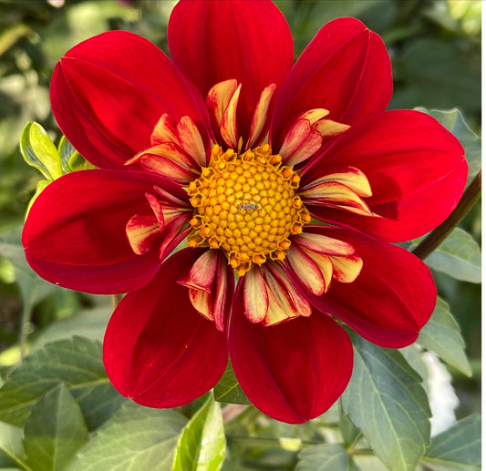 Heartthrob Dahlia