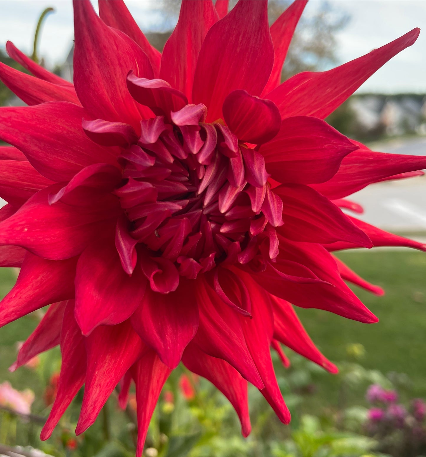 Holly Huston Dahlia