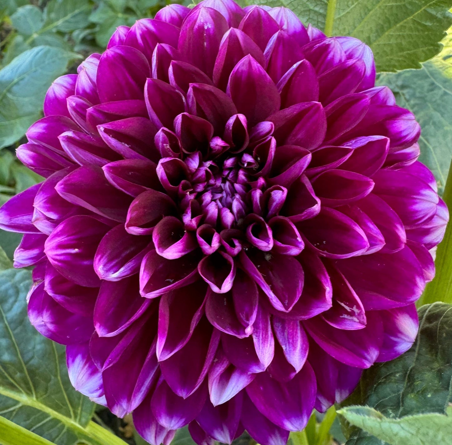 Wicky Woo Dahlia