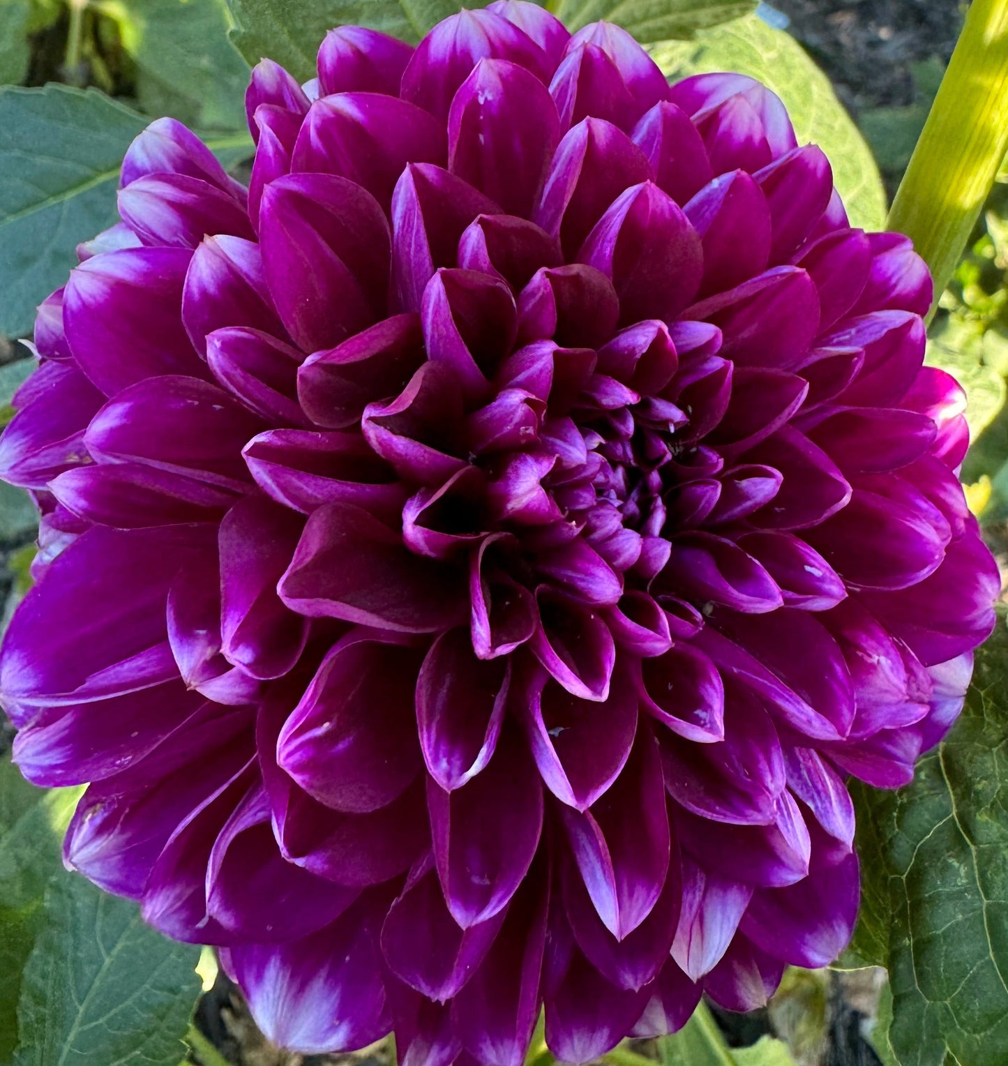 Wicky Woo Dahlia