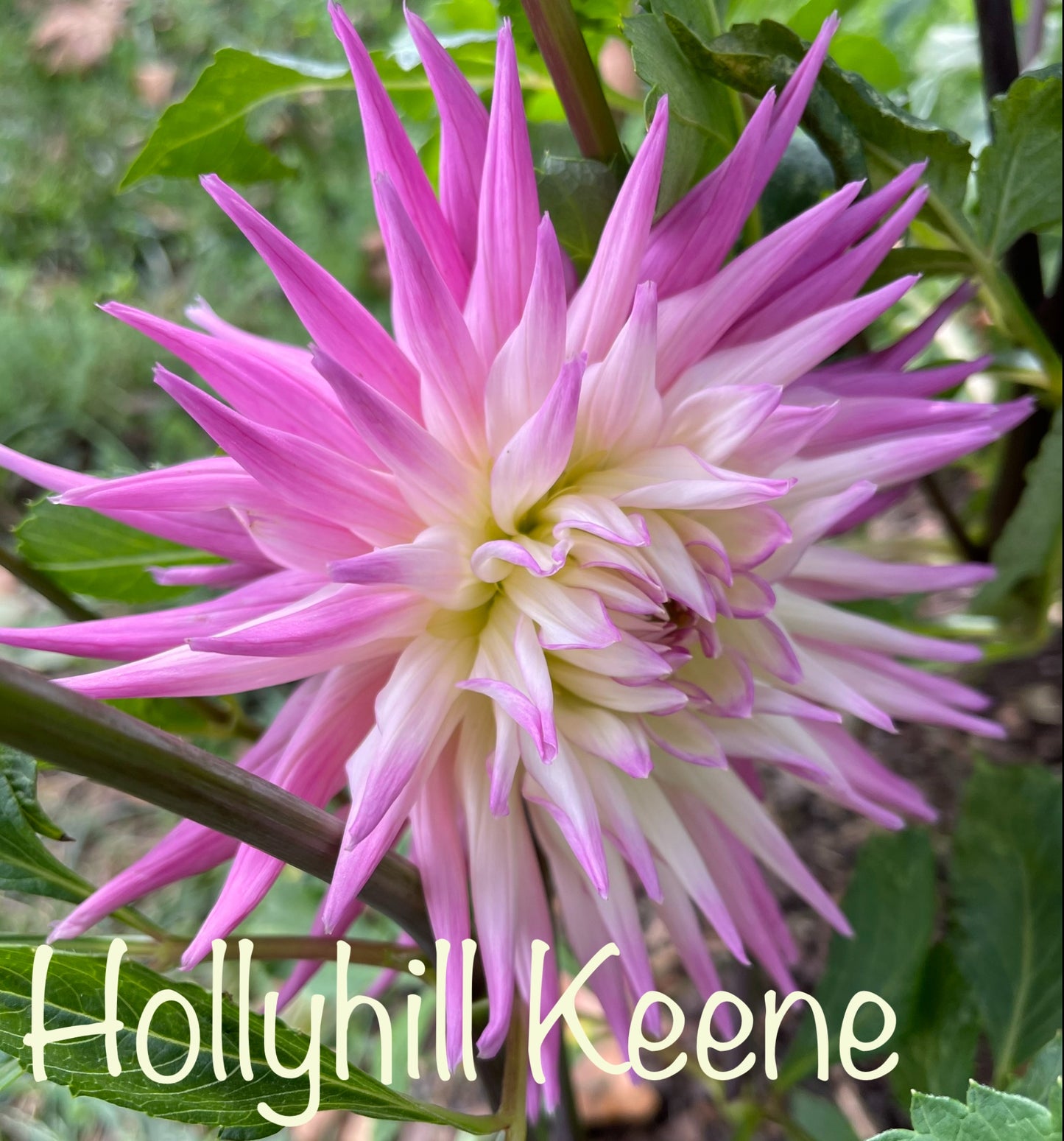 Hollyhill Keene Dahlia