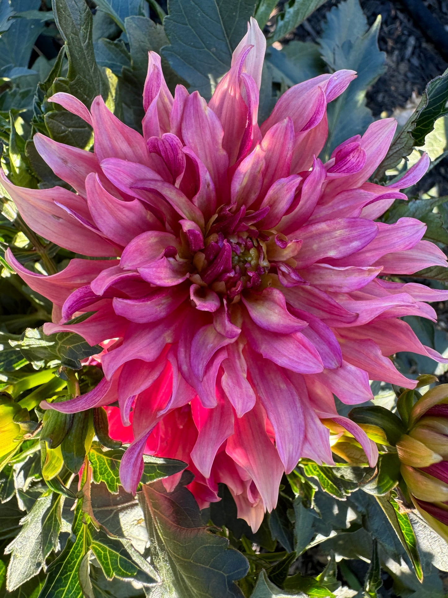 Gallery Art Deco Dahlia