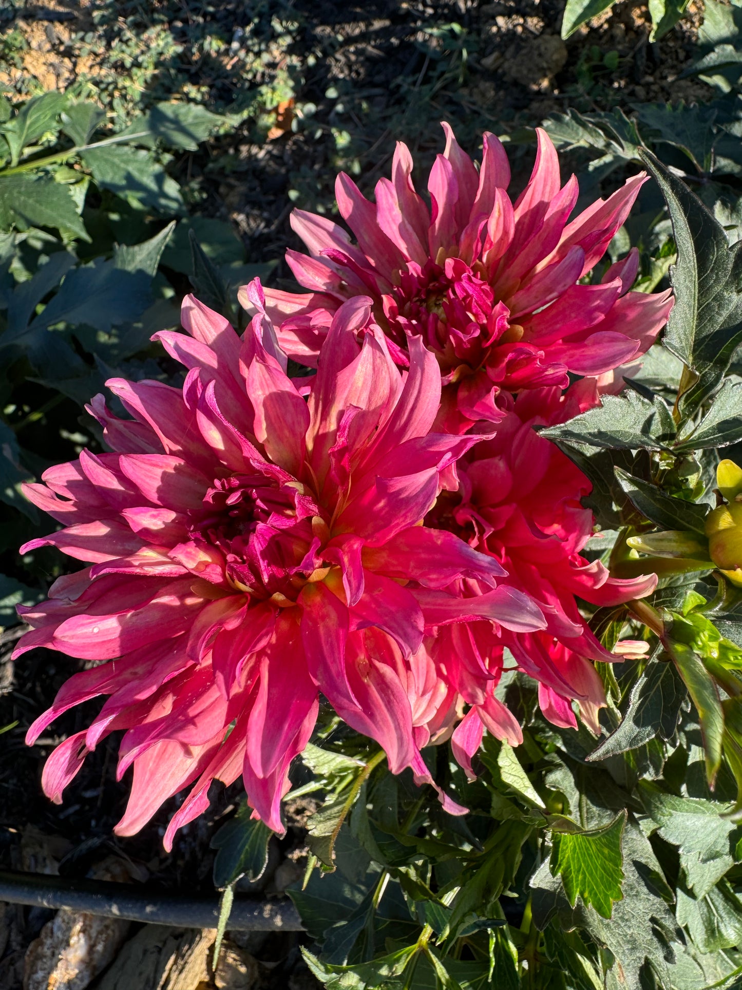 Gallery Art Deco Dahlia