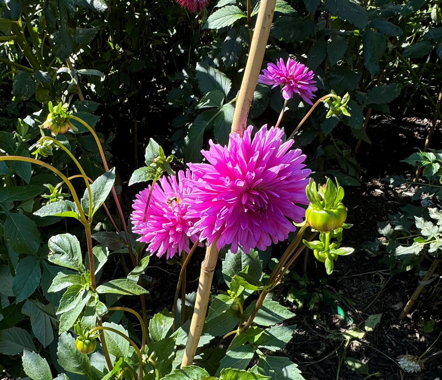 Elga Dahlia