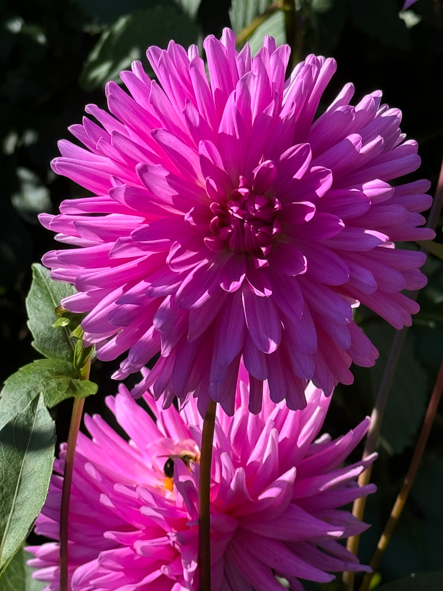 Elga Dahlia